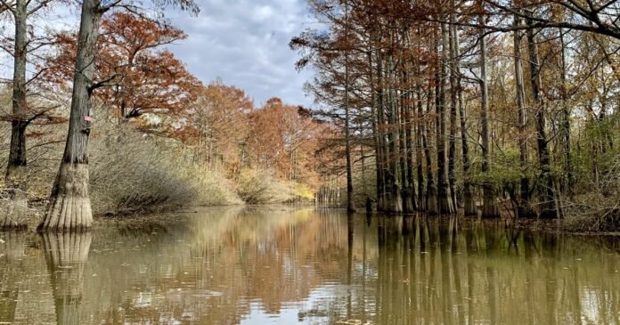 Cache River at Patterson