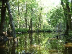 Cache River at Patterson